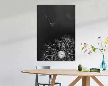 Dandelion in black and white (panel 1) by Elianne van Turennout
