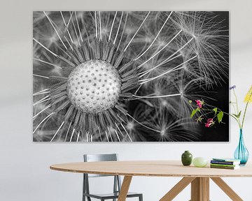 Dandelion in black and white by Elianne van Turennout