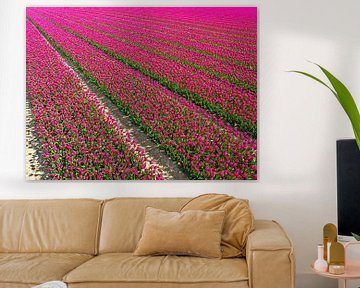 Tulips in agricutlural fields during springtime seen from above by Sjoerd van der Wal Photography