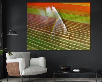 Tulips growing in a field sprayed by an agricultural sprinkler by Sjoerd van der Wal Photography