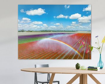 Tulips growing in a field sprayed by an agricultural sprinkler by Sjoerd van der Wal Photography