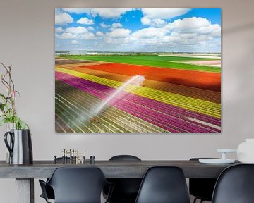 Kleurrijke tulpen groeien op een veld dat besproeid wordt van Sjoerd van der Wal