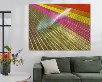 Tulips growing in a field sprayed by an agricultural sprinkler