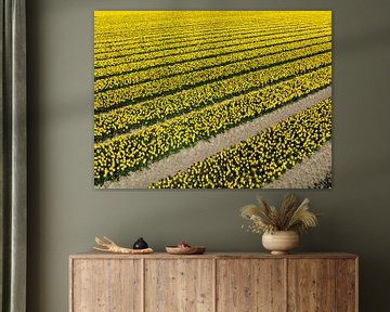 Tulipes jaunes poussant dans des champs agricoles au printemps. sur Sjoerd van der Wal Photographie
