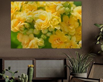 Dreamy yellow begonias by Jolanda de Jong-Jansen