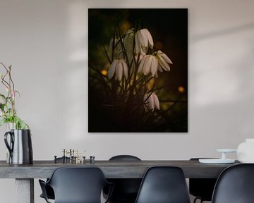 White lapwing flowers by Saskia Schotanus