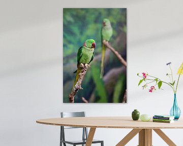 Groene parkiet - papegaai van Chihong