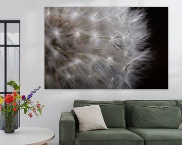 Een stukje van een paardenbloem (dandelion) van Marjolijn van den Berg