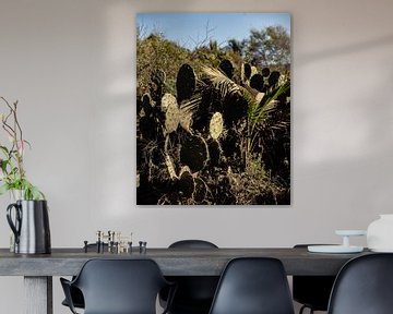 Cactus sur Berdien Hulsdouw