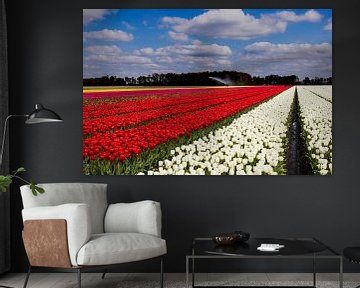 Tulpen in Holland, Blumenzwiebelfelder Niederlande.