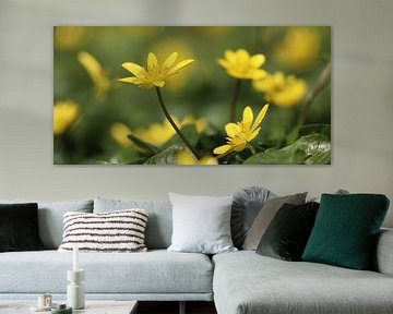 Helder gele, gewoon speenkruid bloemen van Imladris Images