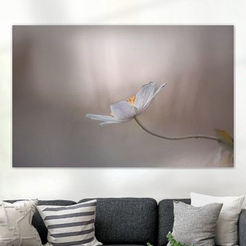 Buschwindröschen im Morgenlicht.