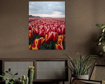 la splendeur des tulipes sur snippephotography