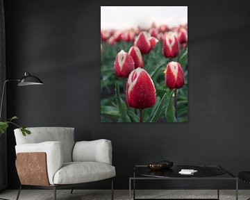 tulpen