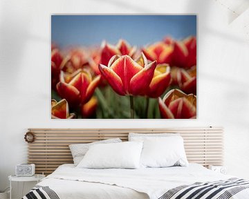 Red tulips in the field by Margreet Riedstra