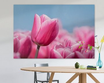 roze tulpen met blauwe lucht van Margreet Riedstra