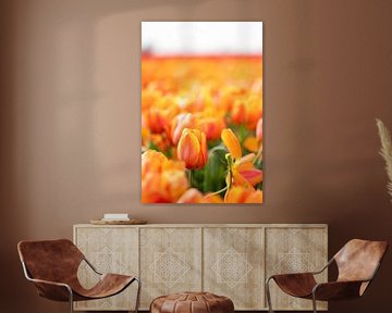 Oranje tulp in een veld van MdeJong Fotografie