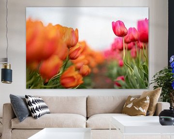 Oranje en roze tulpen in het veld van MdeJong Fotografie