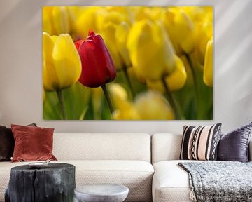 Rode tulp temidden van een veld gele tulpen van Ralph Rozema