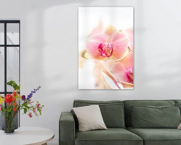 macro orchidée rose sur marloes voogsgeerd