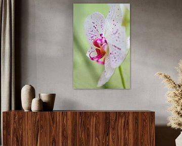 white purple orchid by marloes voogsgeerd