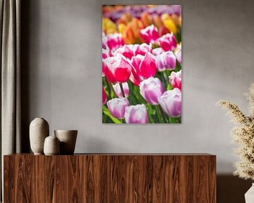 tulpen rijen