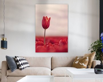 Outstanding Tulip by Winanda Winters