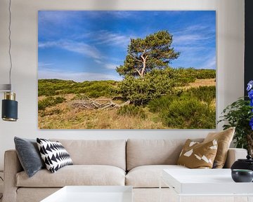 Landschaft mit Windflüchter am Dornbusch auf der Insel Hiddense von Rico Ködder