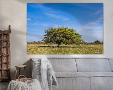 Landschaft mit Baum am Altbessin auf der Insel Hiddensee von Rico Ködder
