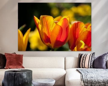 Tulp, rood geel