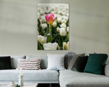 Rosa-gelbe Tulpe in einem Feld von weißen Tulpen