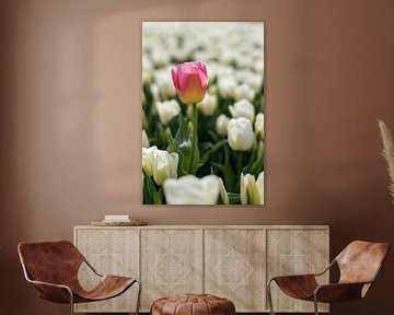 Pink yellow tulip in a field of white tulips by Elly Damen