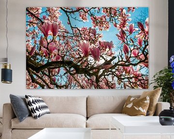 Mooie Magnolia bloemen in bloei in de lente van Chi