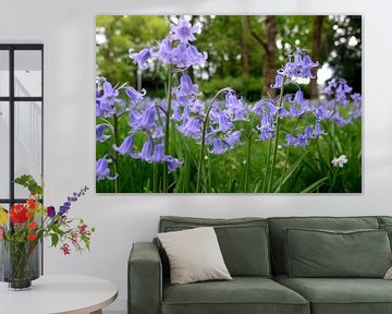 Beautiful purple flowers ( haze bells , hyacinthoides , bluebells ) by Chihong