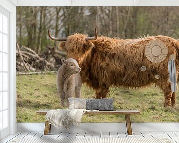 Schotse Hooglander met kalf, blond