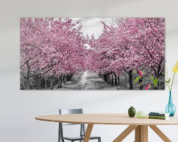 Cherry Blossom Avenue van Melanie Viola