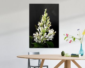 Een tros witte bloemetjes van Gerard de Zwaan