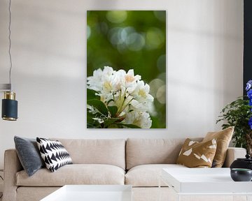 The white Rhodondendron. by Ivo Schut Fotografie