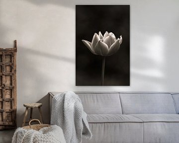 Tulpe | Schwarz und Weiß | Keukenhof | Spotlight