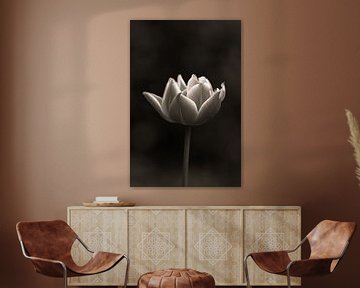 Tulipe | Noir et blanc | Keukenhof | Spotlight