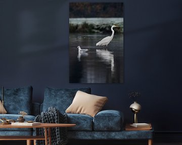 Aigrette dans mouette dans l'eau sur Chihong