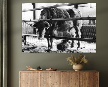 Koe in stal van WeVaFotografie