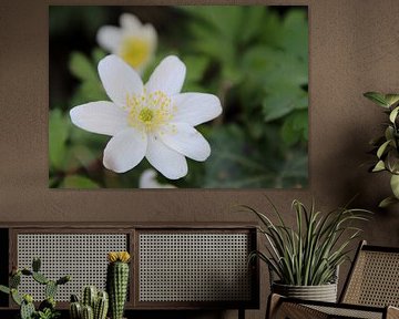 Fleur, blanche avec du jaune