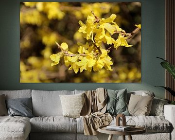 Fleurs jaunes dans la forêt sur Suzan Stenzel