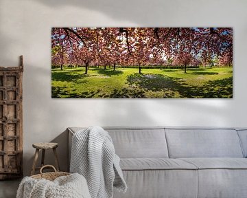 Panorama de la floraison des cerisiers sur Frank Herrmann