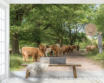 Herde schottischer Highlander