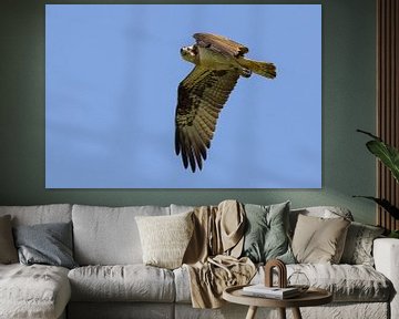 Osprey flying by