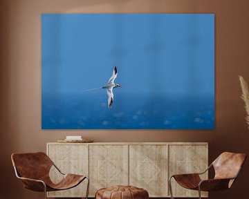 Zeevogel uit de tropen van Ronald Buitendijk Fotografie