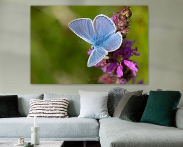 Icarusblauwtje op paarse bloem van Ivonne Fuhren- van de Kerkhof