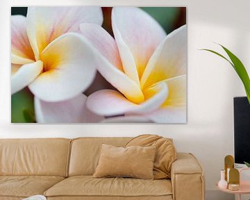 Frangipani yellow pink by Ivonne Fuhren- van de Kerkhof